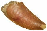 Serrated Raptor Tooth - Real Dinosaur Tooth #371392-1